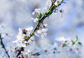 Spring flowers blooming fruit tree wallpaper