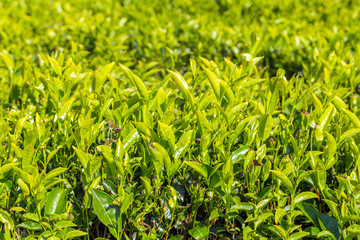 green tea leaf green fields