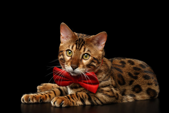 Bengal Male Cat with bow tie Lying on Black Isolated