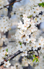 blooming fruit tree