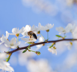 blooming fruit tree