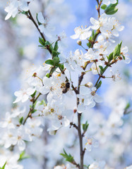 white flowers blooming fruit tree wallpaper