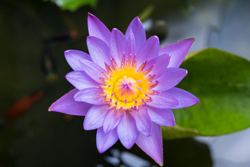 image of water lily or a lotus flower