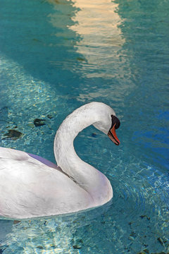 Majestic swan swimming in the crystal clear waters of a pond