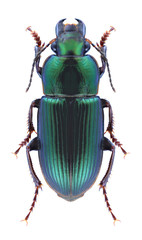 Beetle Harpalus distinguendus