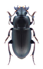 Beetle Harpalus distinguendus