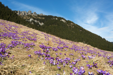 Tatra Mountains, crocuses in the Chocholowska Valley