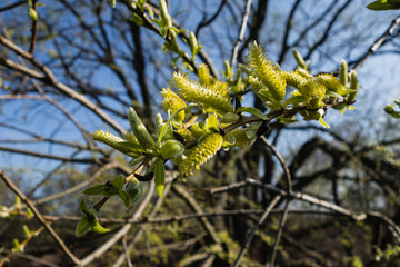 Weidetriebe im Frühling