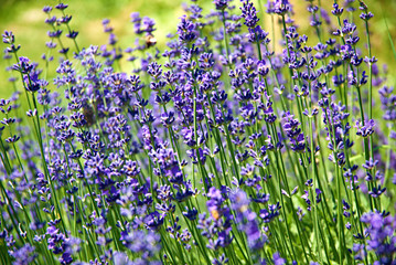 Sweet lavender