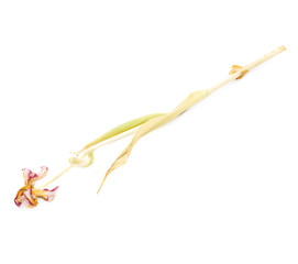 Dried pink tulip flower over white background