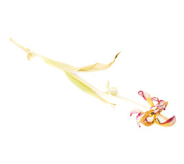 Dried pink tulip flower over white background