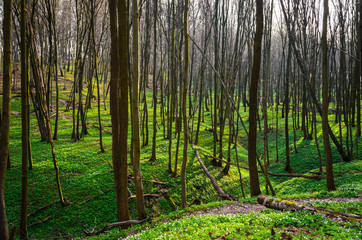 Obraz premium spring forest with sun rays