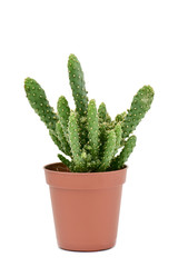 Opuntia cactus