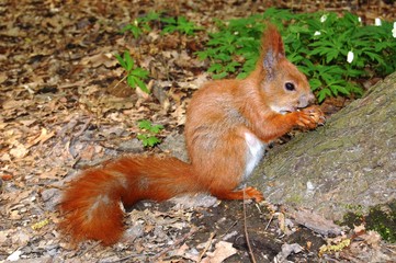 squirrel eating nuts