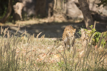 the leopard are hiding