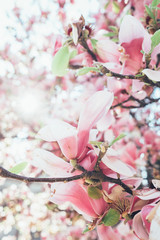 Background with magnolia flowers