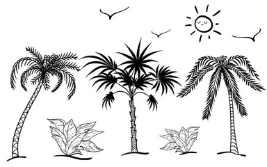 Palm sketch