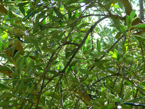 leaves olive tree