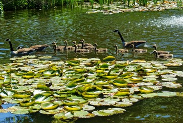 Gänsenachwuchs © petermh