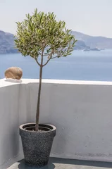 Crédence de cuisine en verre imprimé Santorin Santorini Olive Tree