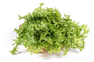 Green oak lettuce on white background