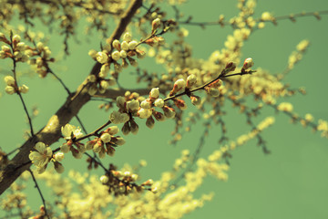 Apricot blooming branches against sky, toned