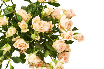 Bouquet of roses over white isolated background
