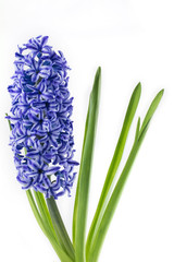violet hyacinth blooming flowers in pot isolated on white background