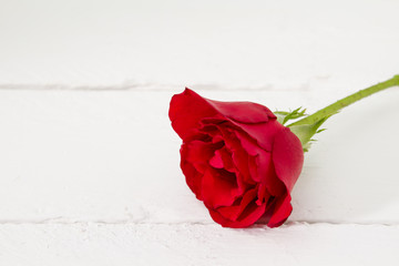 One single red rose isolated on white wood background