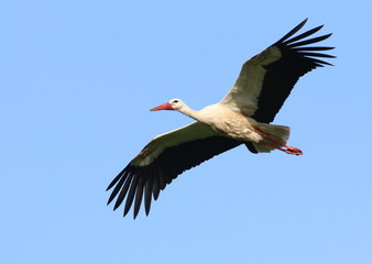 Naklejka premium European White Stork (Ciconia ciconia) in flight