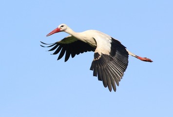 Closeup of a European White Stork (Ciconia ciconia) in flight