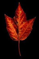 Autumn Leaf on Black Incredible detail