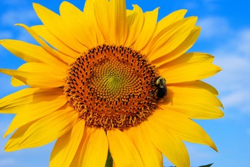 Bumble bee on a sunflower with blue sky in the background