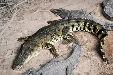 Adult crocodiles in their natural habitat