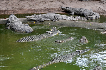 Adult crocodiles in their natural habitat