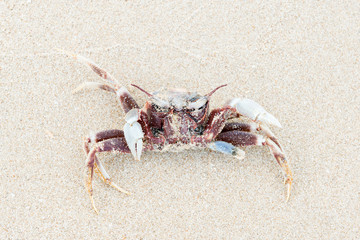 Dead crab.