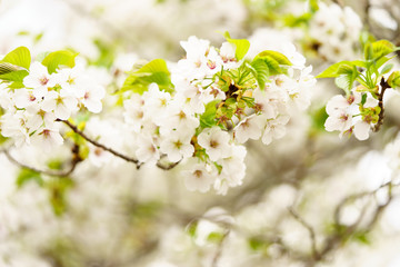 京都　哲学の道　桜