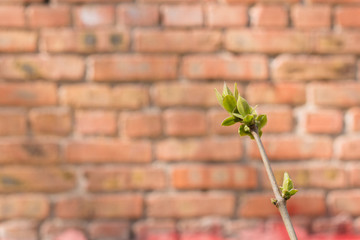 The first spring gentle leaves, buds 