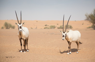 Arabian oryxes in a desert near Dubai