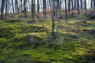 wiosna w lesie