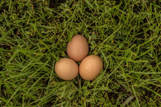 frische Eier auf grüner Wiese