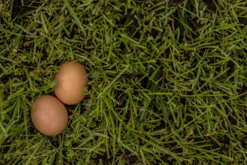 frische Eier auf grüner Wiese
