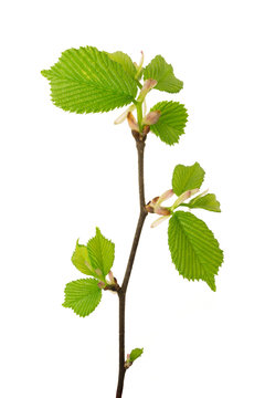 Spring young branch of Common hornbeam stem covered with opened leafs isolated on a white background.