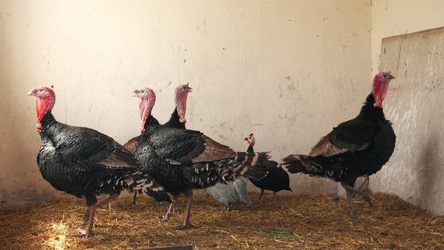 Flock of adult turkey birds on a farm, turkey poultry farming in closed space.