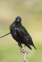 An adult Spotless Starling on a branch. Extremadura (Spain).