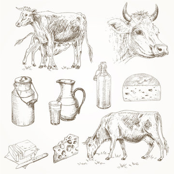 Dairy cattle farm