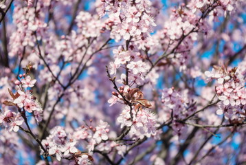 Blossoming flowers tree in park at early spring seson