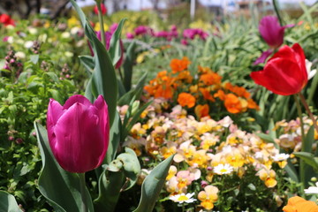 Fototapeta premium 花壇