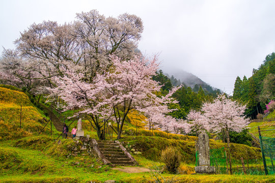 Butsuryuji temple and cherry blossoms,uda city,nara,japan