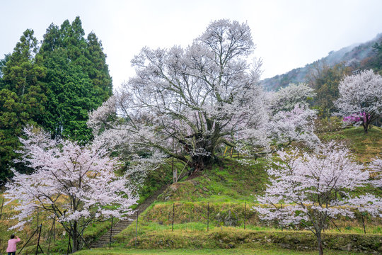 Butsuryuji temple and cherry blossoms,uda city,nara,japan